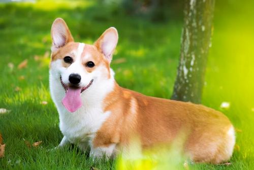 柯基犬一般多少钱(让我告诉你)