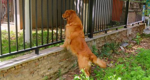 金毛幼犬一只多少钱（养一只80斤的大金毛）