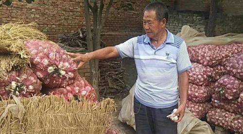 17年大蒜包亩多少钱(农村小伙借钱承包100亩地种植大蒜)