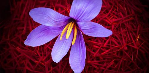 西红花价格多少钱一克（番红花5万一斤）