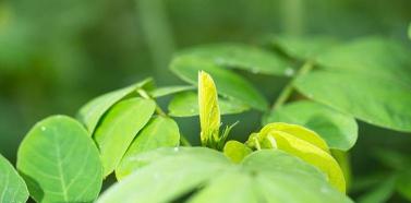 猫爪草种子多少钱一斤（在农村）
