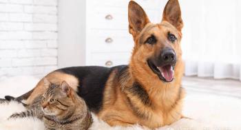 德国牧羊犬多少钱一只（你可以永远相信）