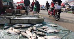 花鰱魚多少錢一斤（曾風光無限的鰱魚）