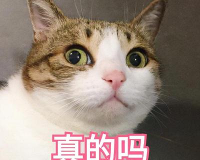 波斯貓多少錢(qián)一只（這些）