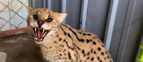 薮猫多少钱一只（薮猫身影出没北京十渡山区）