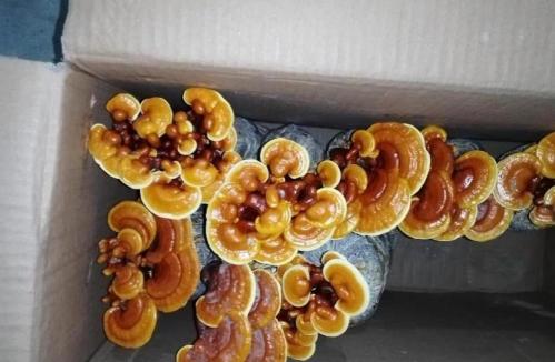 灵芝价格多少钱一斤（灵芝都这么便宜了）