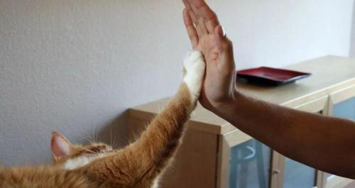 猫驱虫多少钱一次（年轻人为何会养猫致贫）