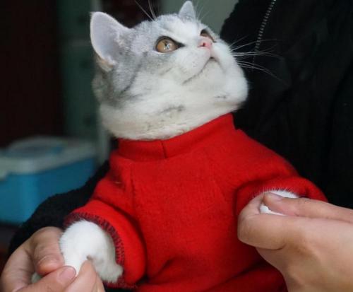 美短多少钱一只（美短猫真正过得）