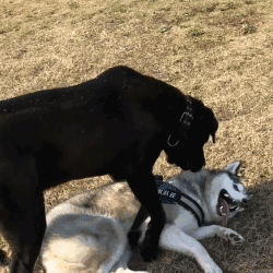 卡斯罗犬多少钱一只（犬中四煞）