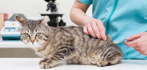 猫咪打狂犬疫苗多少钱（这几种疫苗）
