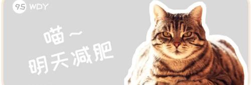 虎斑暹罗猫多少钱一只（国外一只巨型虎斑猫体重高达26磅）