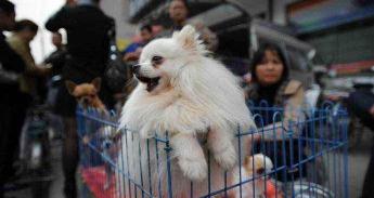 博美多少錢（博美犬）