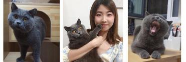 幼猫打疫苗多少钱（新手养猫指南）