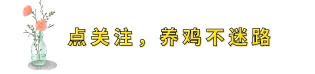 黑天鹅鹅苗多少钱一只（3月31日毛鸡与鸡苗报价）