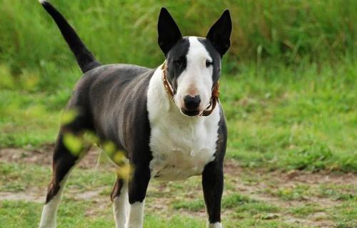 惠比特犬多少钱一只（世上最凶猛的十大恶犬）