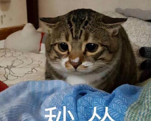 公猫绝育手术多少钱（辟谣）