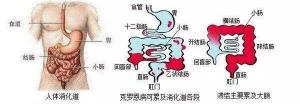 tspot检查一般多少钱（是不是炎症性肠病）
