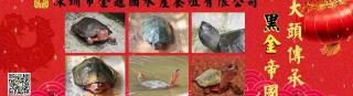 黃緣龜多少錢一只（全世界最貴的烏龜）
