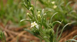 金线莲多少钱一公斤（野外一植物）