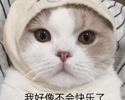 斯芬克斯猫多少钱一只（买猫一时爽）