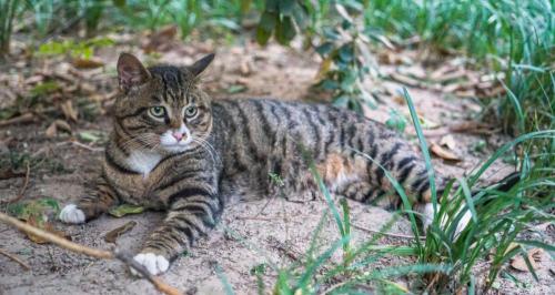黑猫多少钱一只（6种常见宠物猫的价格）