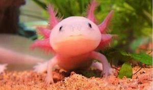鳄龟多少钱一斤（这些总被人们吹嘘成什么新奇物种的生物）