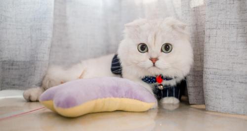 猫咪导尿多少钱（尿急尿频尿不尽猫咪膀胱炎的那么可怕吗）