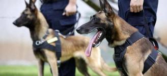 馬犬多少錢一只（馬犬的6大優(yōu)點）