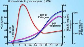 hcg多少钱一次（正确认识HCG）