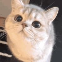 给猫绝育多少钱（亲身经历告诉你）