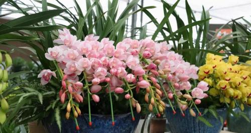 大花蕙兰多少钱一盆（秋季花市卖得好的5种花）