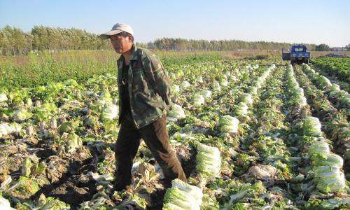 象山红美人多少钱一斤（广西蜜桔严重滞销）