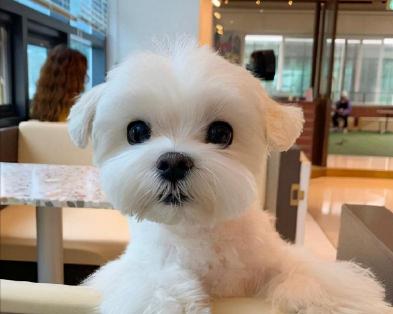 比熊多少钱一只（比熊犬）