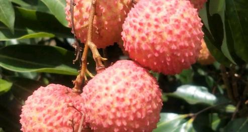桂花多少钱一斤（810万亩荔枝价格崩塌）