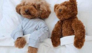 泰迪多少钱一只幼犬（为何）