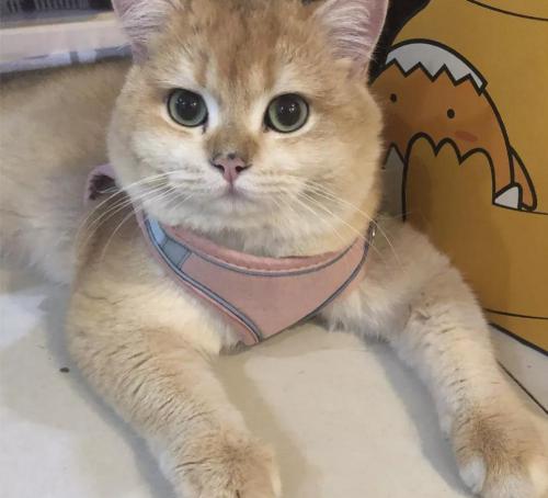 猫绝育手术多少钱（关于绝育的理性探讨以及一只猪咪的绝育经验参考）