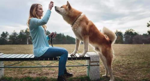 秋田犬大概多少钱（秋田犬为啥养的人不多）