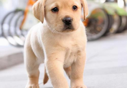 拉布拉多犬价格多少钱(一只拉布拉多)