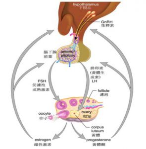 檢查激素六項要多少錢（婦產科醫生教你）