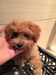 泰迪多少钱一只幼犬（花600块买了只泰迪）
