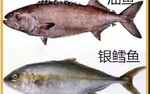 銀鱈魚多少錢一斤（這種魚口感豐富）