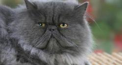 波斯猫多少钱一只（以前矜贵的）