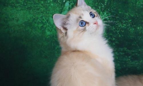 纯种布偶猫价格多少钱一只（布偶猫价格这么高）