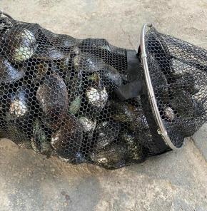 河蚌多少钱一斤（湖南钓友在水库钓鱼）