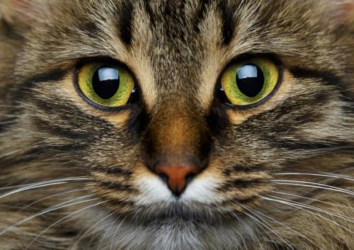 美短起司猫多少钱一只（适合家养的6种猫咪）