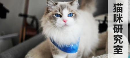 猫绝育手术多少钱（猫绝育手术）