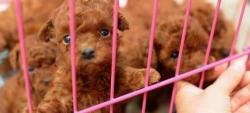 小泰迪小狗多少钱一只（选购泰迪犬）
