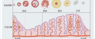 女性激素6項多少錢（子宮內膜薄）