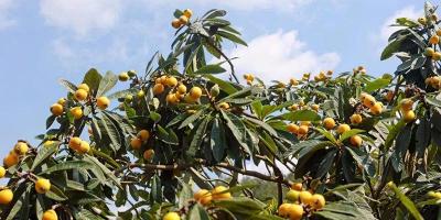 鹿角多少钱一斤（农村1植物）
