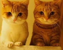 曼赤肯猫多少钱一只（日本的短腿猫）